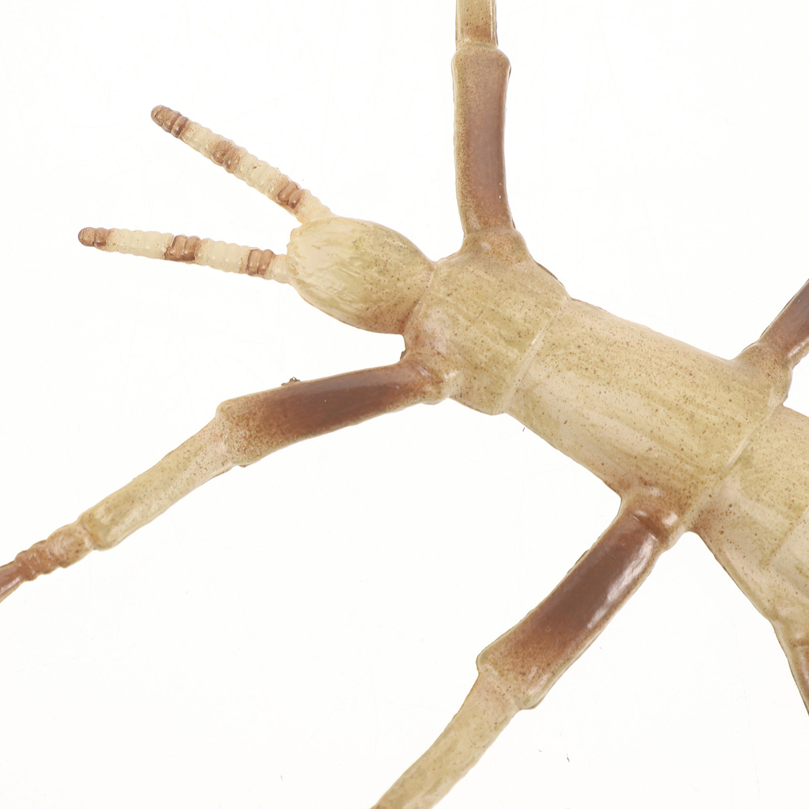 Sturdy Plastic Stick Insect fo - Kids Education Activities ulasan dan harga